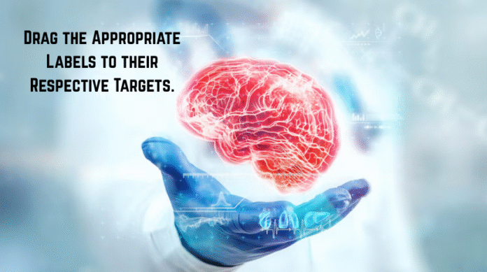 Drag the Appropriate Labels to their Respective Targets.