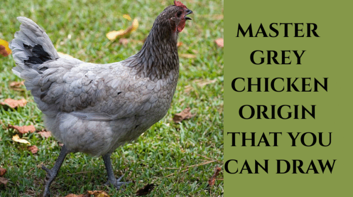 Master Grey Chicken Origin that You Can Draw