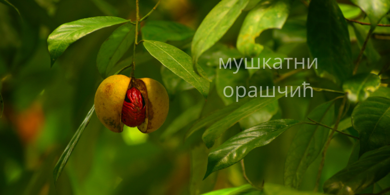 мушкатни орашчић