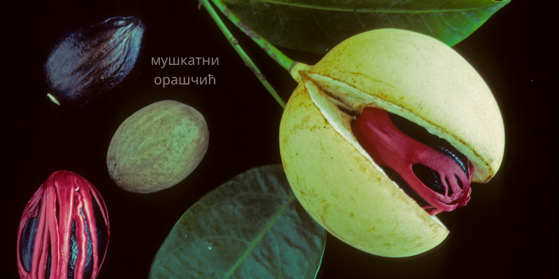 мушкатни орашчић