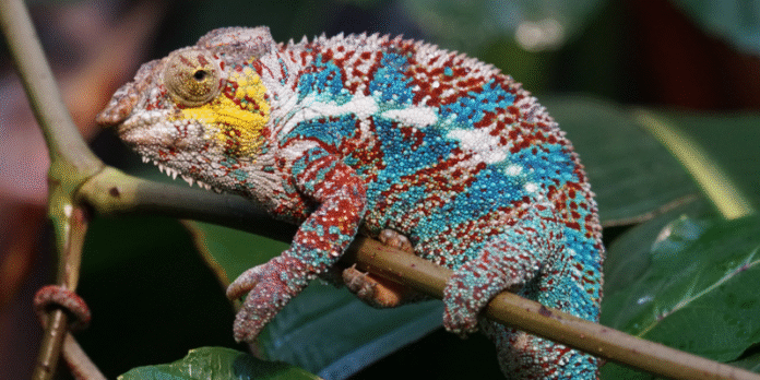 Chameleónovité