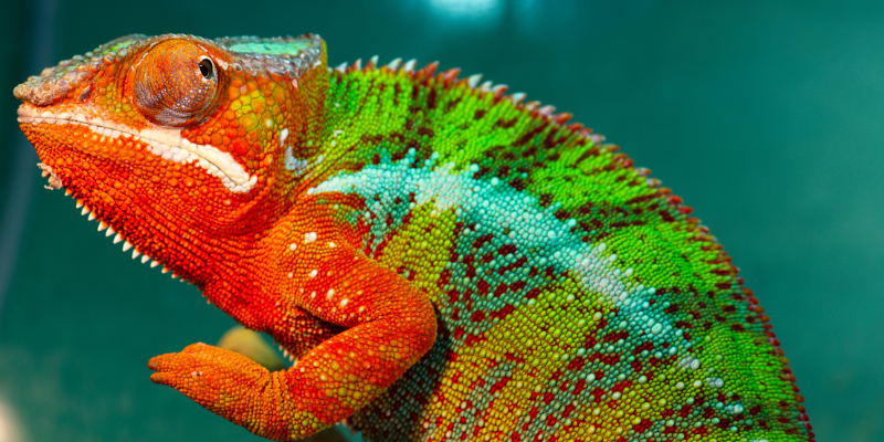 Chameleónovité