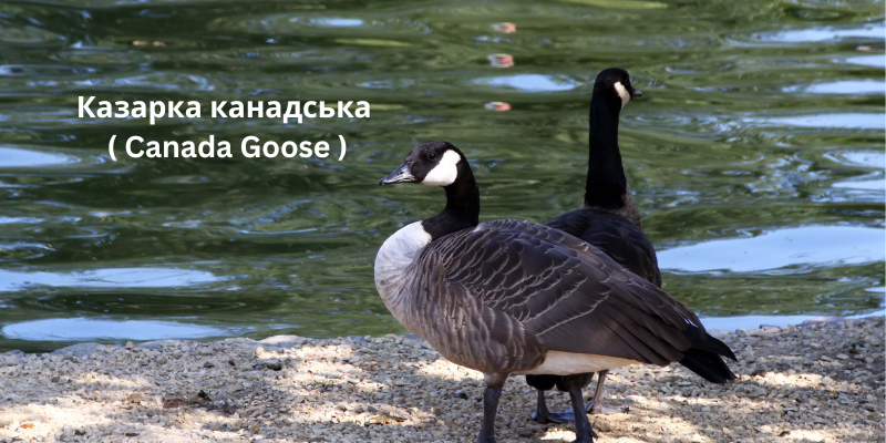 Казарка канадська