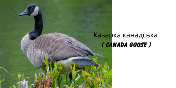 Казарка канадська